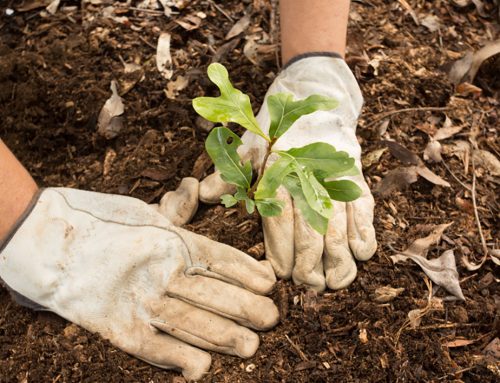 4 Examples of Forest Restoration