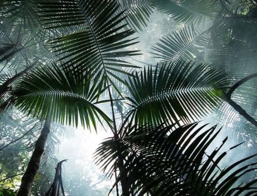 Bossen en hun rol in het verminderen van CO₂-niveaus